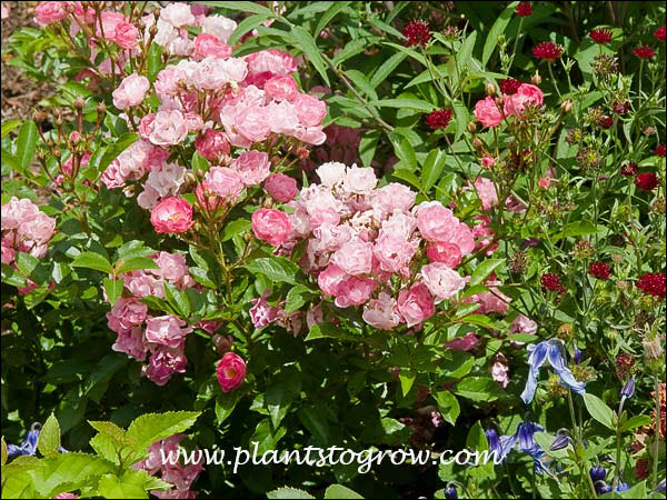 A cluster of Shrub Rose Martha's VIneland with the red flowers of Knautia and a blue Clematis.  A nice Cottage Garden type combinations.